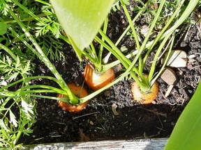 growing carrots in winter,harvesting carrots