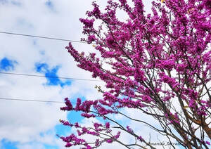 Eastern redbud,Cercis canadensis,May flowering trees,spring flowering tree