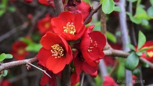 Chaenomeles x superba 'Crimson & Gold' flowering quince,  