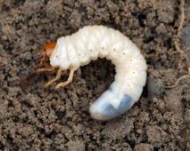 chafer grub,lawn insects,grubs in lawns,lawns being dug up,how to have healthy lawns