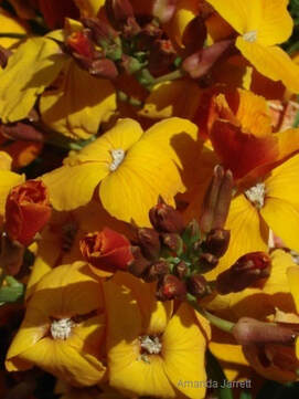 English wallflower,Erysimum (Cheiranthus) cheiri,spring flowers,biennials,April flowers