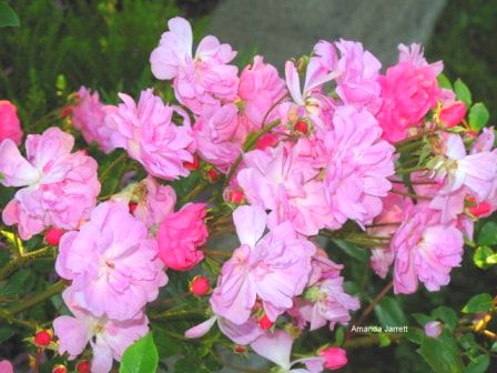 China rose Pink Pet,roses,May garden chores,spring gardening,May garden journal,The Garden Website,com,Amanda’s Garden Consulting,Amanda Jarrett,garden website