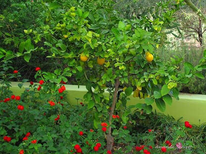 protect citrus trees in winter