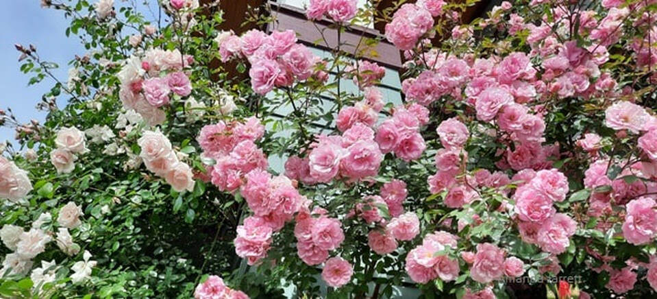 climbing roses,pink roses,summer flowers
