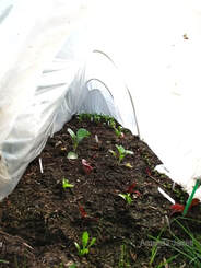 cloches,floating row covers,insect barrier,organic pest control