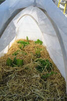 cloche,protect plants from pests and frost