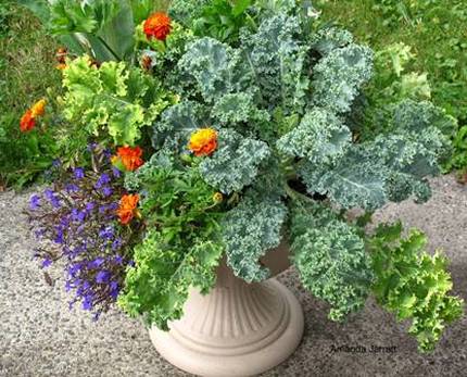 planter, container with kale, broccoli, lobelia, marigolds, mixed planter, container with edibles 