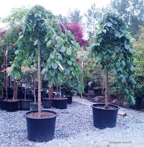 Ulmus glabra camperdownii Camperdown elm standard trees,container grown plants