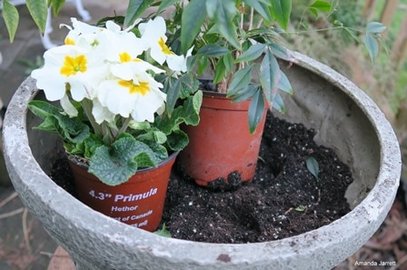 planting in containers, planting in planters
