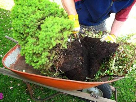 root pruning, keeping a plant in the same pot