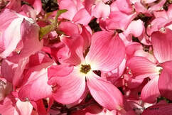 pink flowering dogwood,Cornus florida f. rubra,flowering trees,May flowering tree