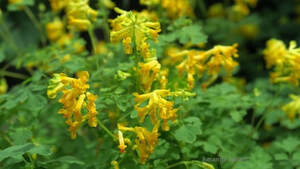 yellow corydalis lutea,June flowers,plant for shade