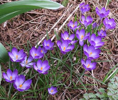 crocus,March flowers,early flowering bulbs,spring flowers