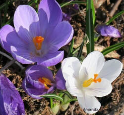 crocus,February flowers,early flowering bulbs,spring flowers