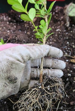 taking plant cuttings,softwood cuttings,vegetative propagation