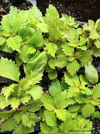 herbaceous cuttings of coleus