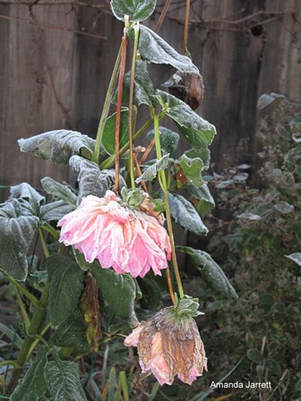 storing dahlias,storing summer bulbs,December Garden Journal,thegardenwebsite.com,Amanda Jarrett