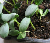 damping off seedlings,growing seeds indoors,dead seedlings,wilting seeds,sudden seedling death