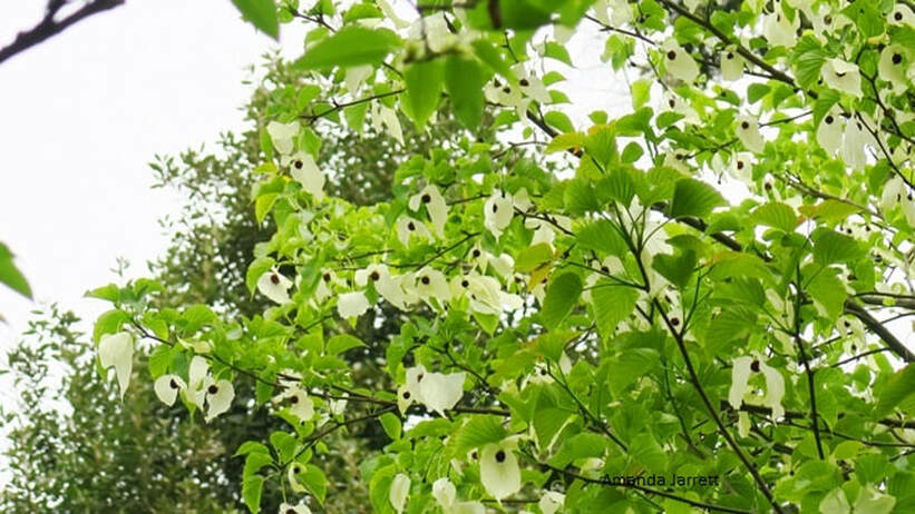 Handkerchief tree,dove tree,Davidia involucrata,trees with white flowers,white bracts,flowering tree,May flowering tree