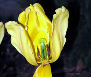 dead head tulips,dead head spring bulbs,May garden chores,spring gardening