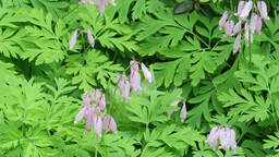 Pacific bleeding heart,Dicentra formosa,wildflowers,native Pacific Northwest plant,shade plant