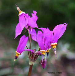 Shooting star,Dodecatheon pulchellum,native plants,April flowers,spring blooms