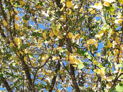 signs of heat stress in trees,trees with yellow leaves in summer,trees with wilted leaves 
