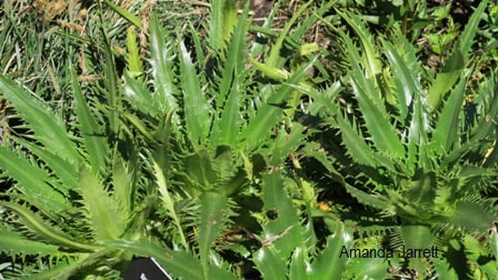 Eryngium agavifolium,agave-leaved sea holly,Dart's Hill,Amanda's blog,the Garden Website.com,Amanda's Garden Consulting,Amanda Jarrett