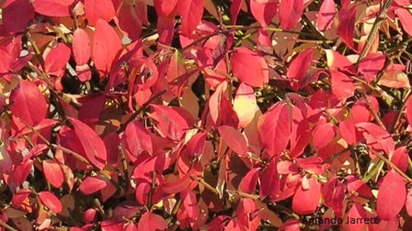 dwarf burning bush,winged euonymus,winged spindle tree,Euonymus alatus ‘Compactus’,the garden website.com,September Plant of the Month, Amanda’s Garden Consulting,Amanda Jarrett,fall colour