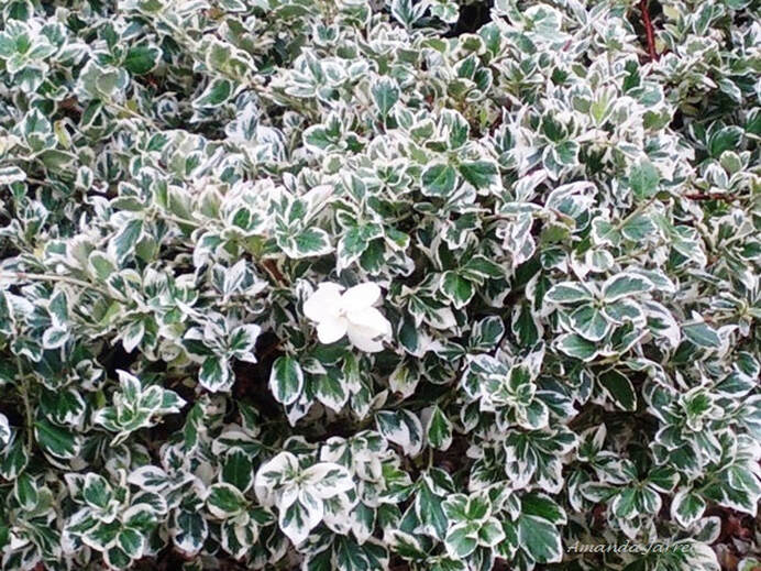 Euonymus fortunei Emerald Gaiety wintercreeper