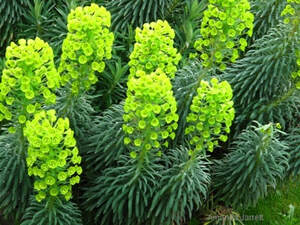 Mediterranean spurge,Euphorbia characias subsp. wulfenii,hardy succulent plant,evergreen herbaceous perennial,chartreuse flowers,drought tolerant plant,March flowering plants