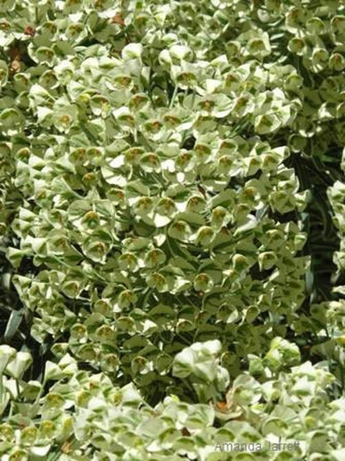 Euphorbia characias 'Tasmanian Tiger' 