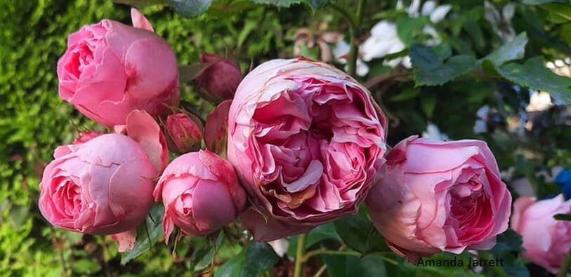 Guy de Maupassant floribunda rose,June roses