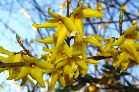 forsythia,March flowers,yellow flowering shrubs,flowering spring shrubs