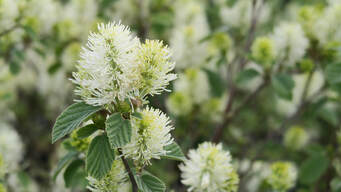 Fothergilla gardenii,dwarf fothergilla,April flowering fragrant shrubs