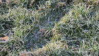 spring lawn care,frozen grass