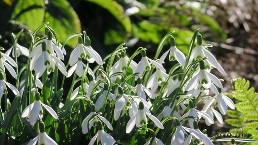 snowdrops,Galanthus nivalis,early spring flowering bulb,February flowers