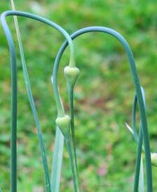garlic scapes,vegetable gardening in summer,organic vegetable gardening