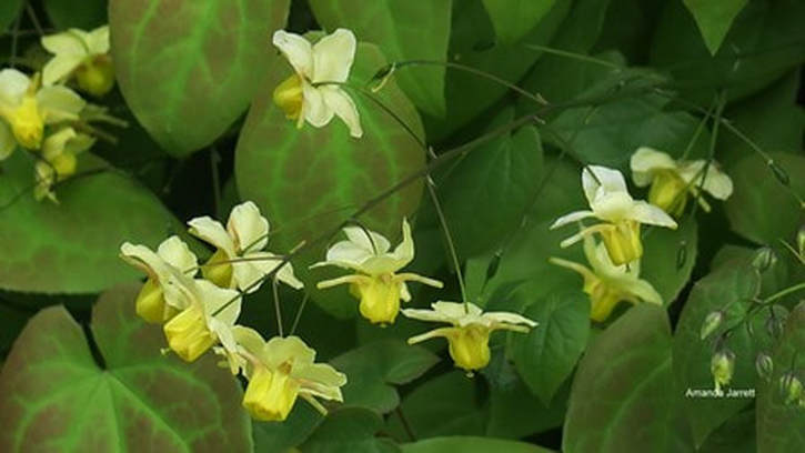 Epimedium × versicolor 'Sulphureum',Bishop's Hat plant,groundcover,living mulch,Epimedium × versicolor 'Sulphureum'
