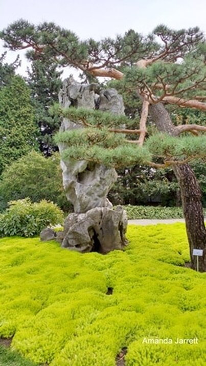 Golden stonecrop, Sedum acre `Aureum', Scots pine, Pinus sylvestris, groundcover, ground cover, living mulch