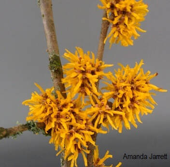 Hamamelis mollis 'Brevipetala' Chinese witch hazel,Chinese witch hazel,Hamamelis mollis,the garden website.com,January garden,January flowers,winter flowers,fragrant shrub,winter fragrant plant,Amanda Jarrett,the garden website.com,Amanda’s Garden Consulting