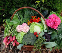 organic vegetable gardening classes