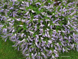 Patty's Purple hebe,Hebe buxifolia 'Patty's Purple',summer flowering shrub,June flowers