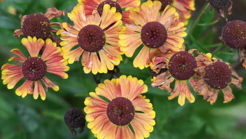 'Bandera' sneezeweed,helenium autumnale,North America indigenous plant,wildflower,autumn flowering perennial,fall flowers,plants for moist soils,September plant of the month 