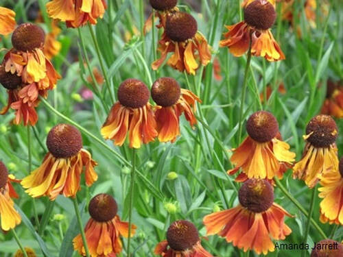 Rubinzwerg sneezeweed,helenium autumnale,North America indigenous plant,wildflower,autumn flowering perennial,fall flowers,plants for moist soils,September plant of the month