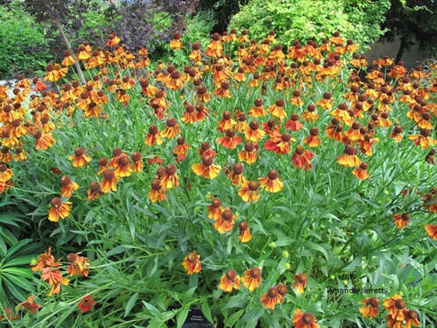 sneezeweed,helenium autumnale,North America indigenous plant,wildflower,autumn flowering perennial,fall flowers,plants for moist soils,September plant of the month