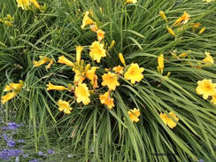 Hemerocallis 'Stella de Oro' daylily,June flowers,summer blossoms,fragrant plants 