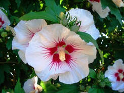 rose of sharon,hibiscus syriacus,flowering summer shrub,summer flowers,August flowers