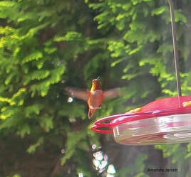 hummingbirds in winter