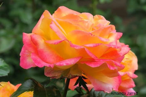 Orange/Pink Blend LOVE AND PEACE 4lt Potted Hybrid Tea Garden Bush Rose